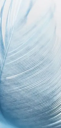 This phone live wallpaper depicts a close-up of a blue feather, photographed in pastel colors with natural light on a white background