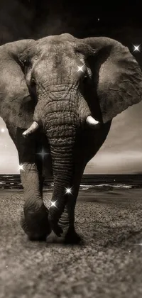 elle Live Wallpaper