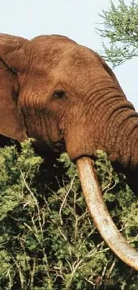 Elephant Ecoregion Plant Live Wallpaper