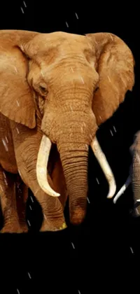 Elephant Elephants And Mammoths Working Animal Live Wallpaper
