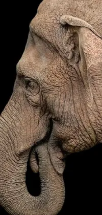 This stunning phone live wallpaper showcases a 3D digital rendering of an elephant against a black background