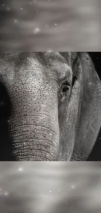 Elephant Head Eye Live Wallpaper