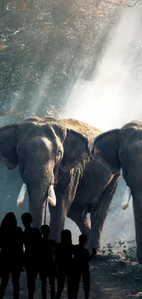 Elephant Photograph Vertebrate Live Wallpaper