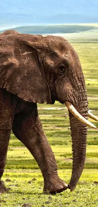 This live wallpaper depicts a beautiful Kenyan scene, showcasing a magnificent elephant strolling through a lush green field