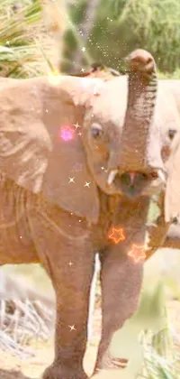 Elephant Vertebrate Working Animal Live Wallpaper