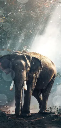 Elephant Water Elephants And Mammoths Live Wallpaper