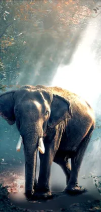 Elephant Water Elephants And Mammoths Live Wallpaper