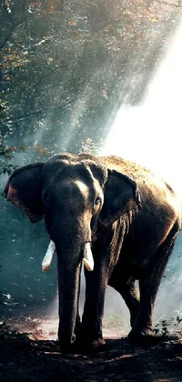 Elephant Water Nature Live Wallpaper
