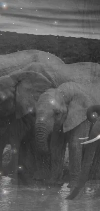 Elephant Water Working Animal Live Wallpaper
