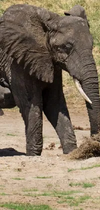 Trunco the elephant  Live Wallpaper