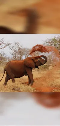 Elephant Working Animal African Elephant Live Wallpaper
