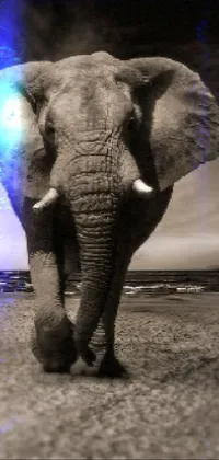 grey elephant Live Wallpaper