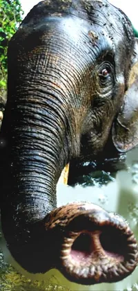 This lively phone wallpaper showcases the stunning beauty of an elephant in its natural habitat