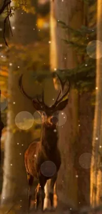 Elk Deer Branch Live Wallpaper