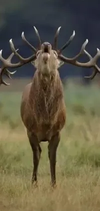 Elk Natural Material Deer Live Wallpaper