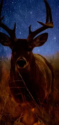 Elk Nature Deer Live Wallpaper