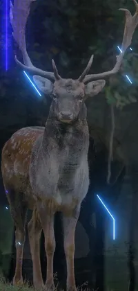 Elk Nature Lighting Live Wallpaper