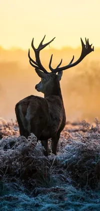 Elk Plant Deer Live Wallpaper