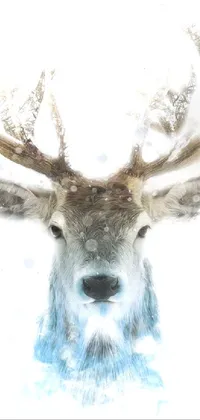 Elk Vertebrate Deer Live Wallpaper