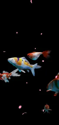 Entertainment Fin Fish Live Wallpaper