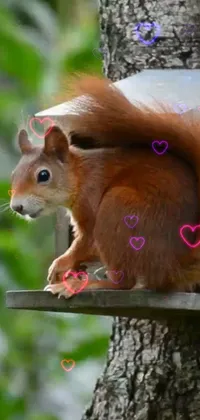 Eurasian Red Squirrel Branch Wood Live Wallpaper