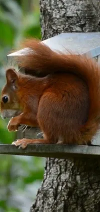 Eurasian Red Squirrel Plant Rodent Live Wallpaper