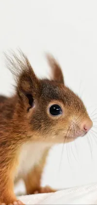 Eurasian Red Squirrel Rodent Whiskers Live Wallpaper