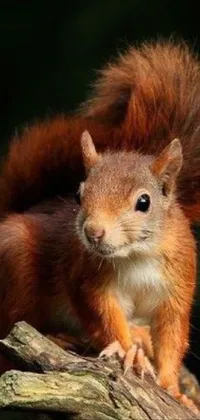 Get your daily dose of whimsy with this live wallpaper for your phone! It features a sweet-looking squirrel sitting on a tree branch, with its vibrant red fur and curious eyes staring back at you