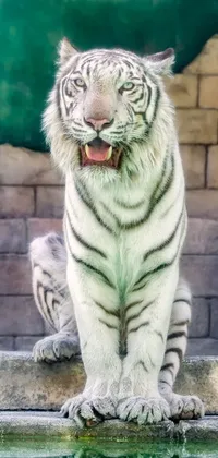 Eye Bengal Tiger Carnivore Live Wallpaper