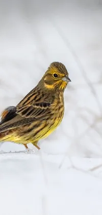 This live phone wallpaper depicts a female yellow-and-black bird in the snow