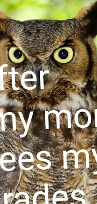 This phone live wallpaper showcases a charming owl perched on a branch against a stunning backdrop