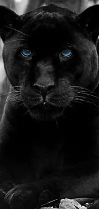 This live wallpaper for your phone features a stunning black panther with mesmerizing blue eyes