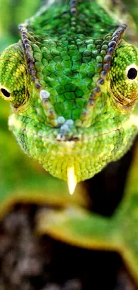 Eye Botany Reptile Live Wallpaper