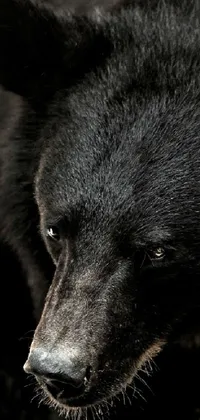 This phone live wallpaper features a stunning close-up portrait of a black bear&#39;s face