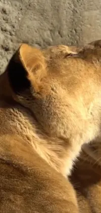 This stunning phone live wallpaper captures a close up of a lion laying on a rock