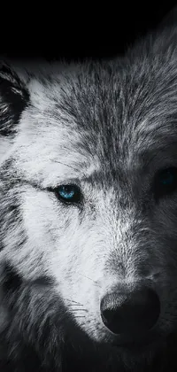 Elevate your phone's wallpaper with this captivating black and white image of a wolf with piercing blue eyes
