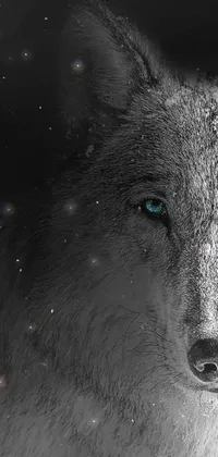 Get mesmerized by a stunning black and white phone wallpaper of a wolf with blue eyes