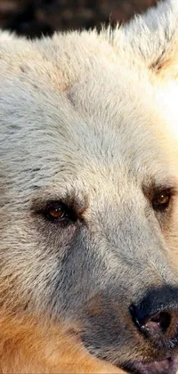 This live wallpaper features a stunning close-up of a large bear in a rocky landscape
