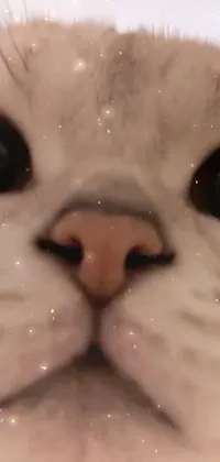 Eye Cat Felidae Live Wallpaper