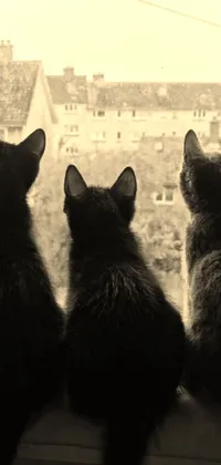This live wallpaper features three black cats sitting on a window sill in the early morning