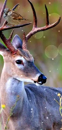 Eye Deer Natural Environment Live Wallpaper