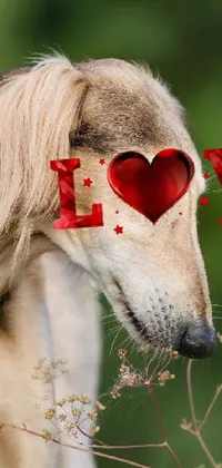 Eye Dog Dog Breed Live Wallpaper