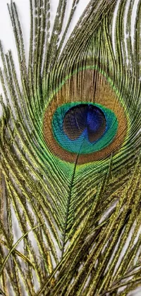 Eye Eyelash Natural Material Live Wallpaper