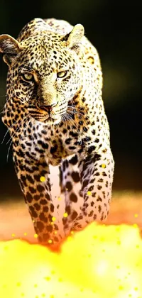 Eye Felidae African Leopard Live Wallpaper