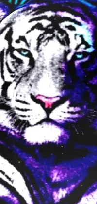 Eye Felidae Bengal Tiger Live Wallpaper