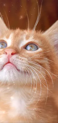 This superb phone live wallpaper features a stunning close-up view of a cute orange kitten gazing upwards with a hopeful expression