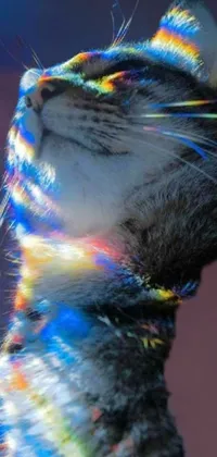 Eye Felidae Feather Live Wallpaper