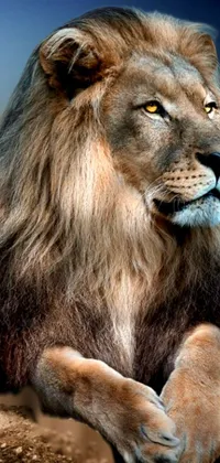 Eye Felidae Lion Live Wallpaper