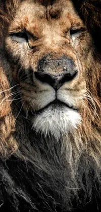 This phone live wallpaper showcases a majestic lion in incredible detail