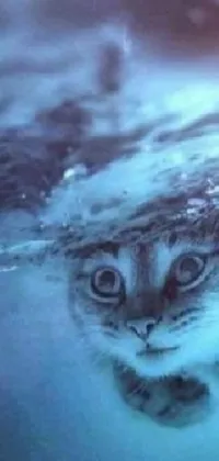 Eye Felidae Sky Live Wallpaper
